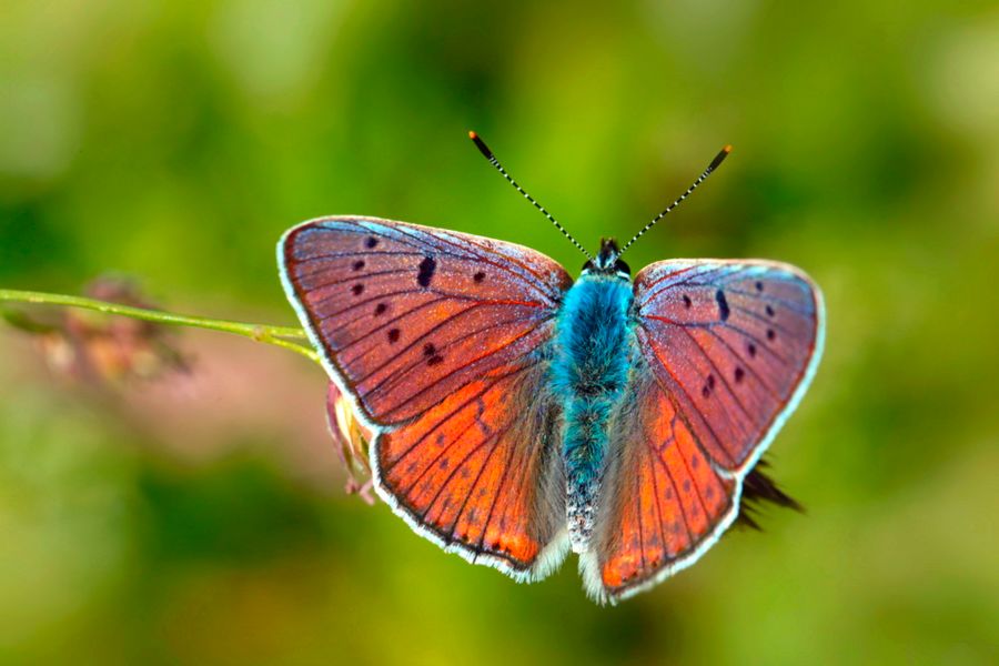 Violetter Feuerfallter_Bildautor: R.Ritt