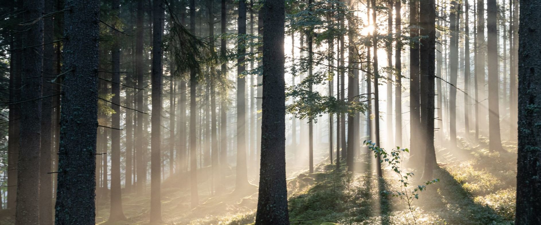 Fritz E. Friesl_Nebelstimmung im Wald Fritz E. Friesl_Nebelstimmung im Wald
